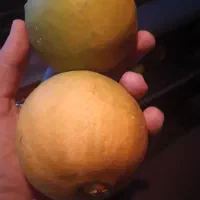 فروش تامسون