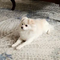 واگذاری هاپو کوچولو|سگ|تهران, جردن|دیوار