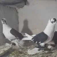 کفتر|پرنده|تبریز, |دیوار