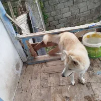 هاسکی ماده اصل|سگ|لنگرود, |دیوار