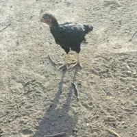 مرغ و خروس لاری