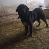 ماده سگ سرابی اصیل