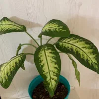 گل طبیعی دیفن باخیا همراه باگلدان