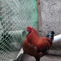 خروس محلی|حیوانات مزرعه|آستانه اشرفیه, |دیوار