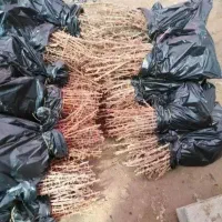 فروش نهال زرشک|خدمات باغبانی و درختکاری|زهان, |دیوار