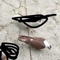 کبوتر.کفتر.گمشده|حیوانات|پاکدشت, پاکدشت (مامازند)|دیوار