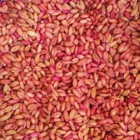 گندم آذر ۲ اصلاح شده