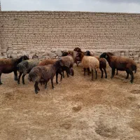 میش گله گرد قوچ خورده|حیوانات مزرعه|چناران, |دیوار