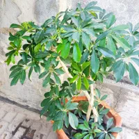 گل شفلرا