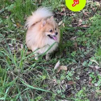 پامر نر و ماده