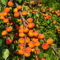 بزرگترین ترین تخصصی ترین نهالستان کشور