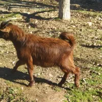 بزغاله نرو ماده|حیوانات مزرعه|خرم‌آباد, |دیوار