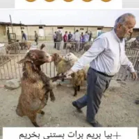 حیوانات