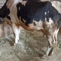 گاو|حیوانات مزرعه|کرمانشاه, |دیوار
