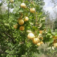 به محلی ارگانیک درجه یک