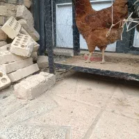 مرغ خروس محلی|حیوانات مزرعه|اسلامشهر, شهرک امام حسین (میان آباد)|دیوار