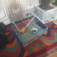 قناره|پرنده|بستان آباد, |دیوار