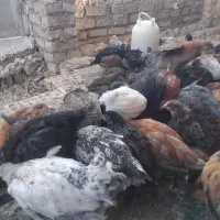 جوجه واکسن خورده