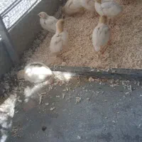 جوجه بلدرچین ۱۵ روز ۳۸ تومان