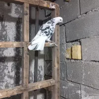 کبوتر هما سرور