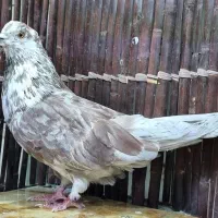 نر گرگی رو دست بازی کن.