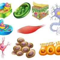 تدریس خصوصی زیست شناسی دبیرستان