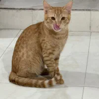 واگذاری گربه