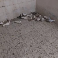 کفتر پلاکی وطوقی|پرنده|شیراز, کوزه گری|دیوار