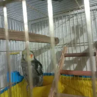 عروس هلندی ۳۰۰