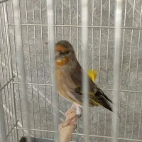 ۵ تا سهره و سهره قناری همه بخون، جفتی|پرنده|مشکین‌دشت, |دیوار