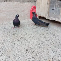 با سلام یک جفت صرب درجه یک.