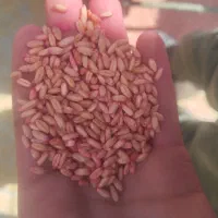 فروشنده گندم گواهی شده در گونی و گندم بذری|خدمات باغبانی و درختکاری|بیجار, |دیوار