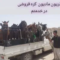 اسب و تجیزات سوار کاری