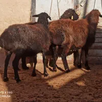 ۱۲راس میش آبستن گوسفند بره قوچ میش بره دار داشتی|حیوانات مزرعه|مشهد, اروند|دیوار
