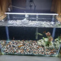 فروش کل تجهیزات اکواریوم با ماهی|ماهی|ساری, |دیوار