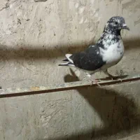 کبوتر گرفتنی|پرنده|ارومیه, |دیوار