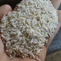 برنج هاشمی درجه یک گیلان