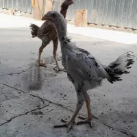 جوجه لاری|حیوانات مزرعه|رباط‌کریم, شهرک صنعتی نصیرآباد|دیوار