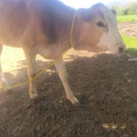 گوساله