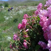 عرقیات سنتی لاله زار .گلاب باعیار بالا