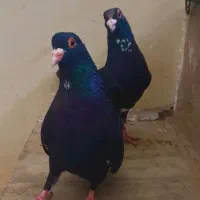نرو ماده پلنگ کوسه عتیقه
