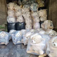 سیسمونی کودک