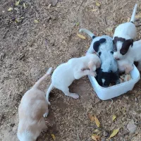 سگ قیمت سه ملیون