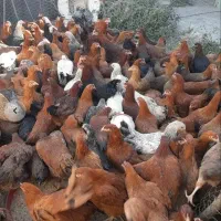 تعدادی مرغ و خروس و جوجه گلپایگانی و جهادی 8 ماه