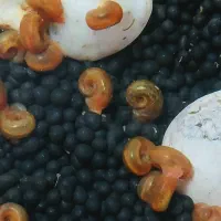 حلزون رم شورن آکواریمی|ماهی|رشت, جماران|دیوار