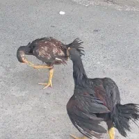 جوجه لاری