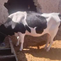 گاوه‌آمریکایی