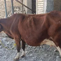 گاو جزیی نزدیک زایمان