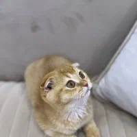 فروش اسکاتیش فولد گلد