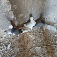 پلاکی ذات دار|پرنده|بافق, |دیوار